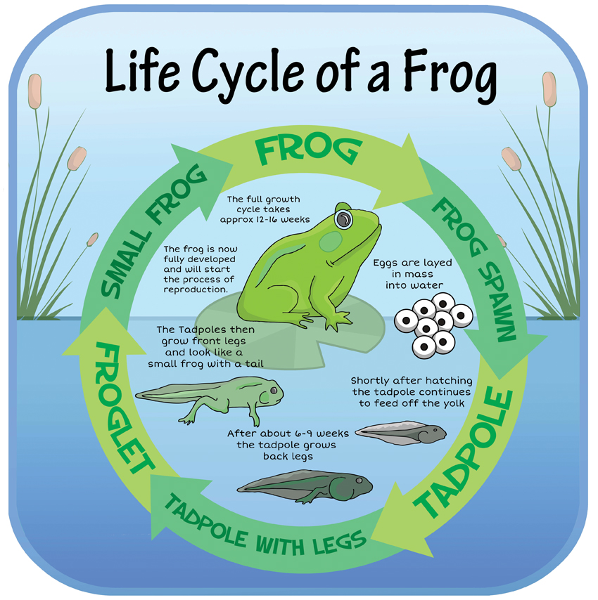 Life Cycles - Frog | Inspirational Group