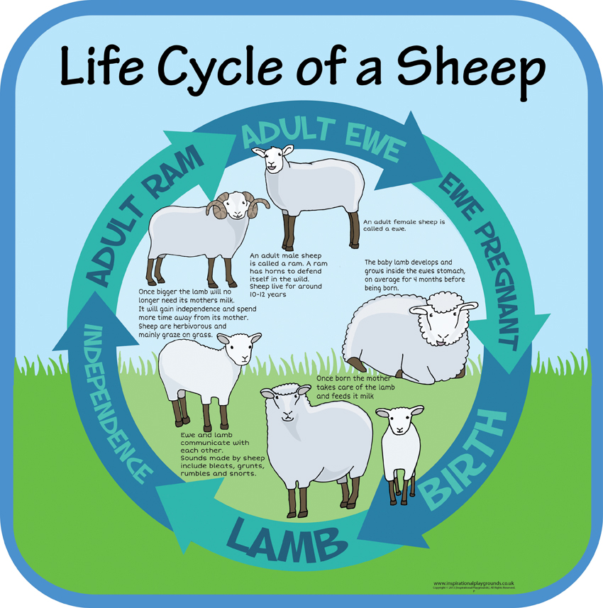 Life Cycles - Sheep | Inspirational Group