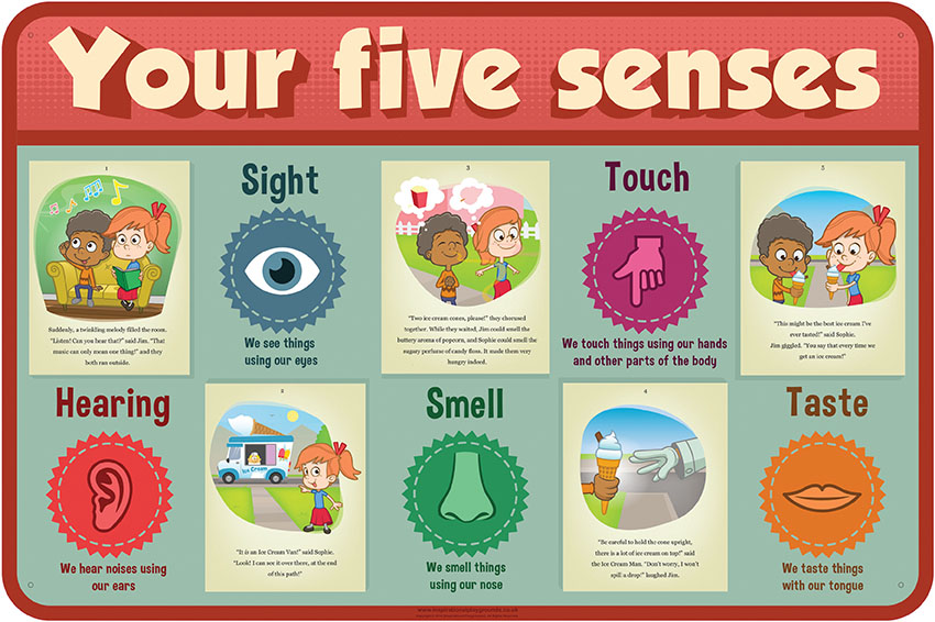 Anatomy-Your Five Senses | Inspirational Group